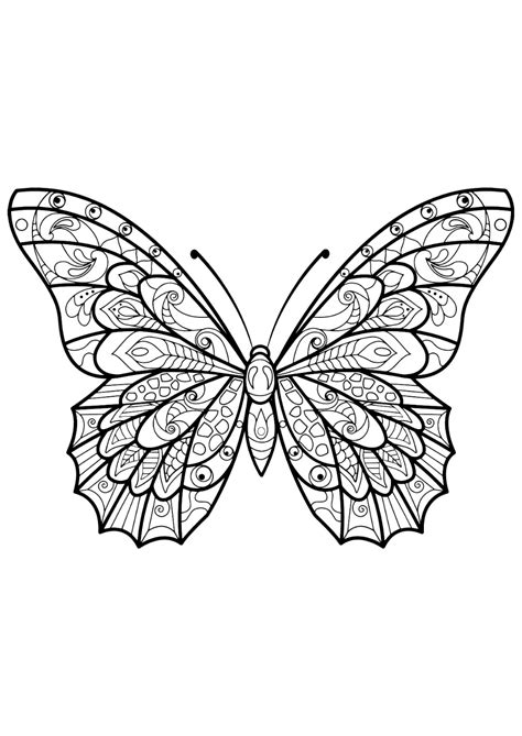 pinned insect coloring pages butterfly coloring page butterfly