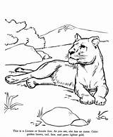 Zoo Lioness Kolorowanki Felinos Leoa Lwica Lwy Dzieci Colouring Pokoloruj Honkingdonkey Onças sketch template