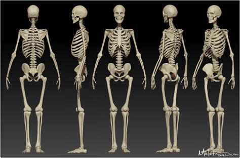 Human Skeleton And Muscle Structure Body Adaptation