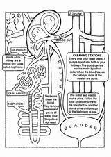 Kidney Physiology Kids Immune Ausmalbilder Momjunction Books Biology Binder Nursing Excretor Anatomie Mc2 Ensenanza sketch template