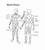 System Coloring Concept Skeletal Map Pages Muscular Muscle Anatomy Human Names Diagram Body Popular Modernheal Coloringhome Systems sketch template