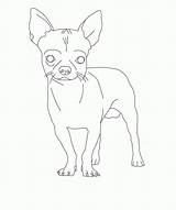 Chihuahua Bestcoloringpagesforkids sketch template