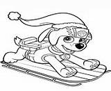 Paw Patrol Coloring Pages Sled Zuma Printable Online Color sketch template