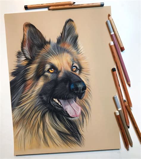 cursus honden tekenen met pastel realisme  portret