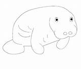 Coloring Pages Dugong Getcolorings Manatee sketch template