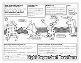 Light Reactions Dependent Doodle Diagrams Lau Preview sketch template