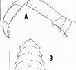 Afbeeldingsresultaten voor Palinurus mauritanicus Anatomie. Grootte: 110 x 101. Bron: www.researchgate.net