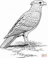 Falcon Coloring Pages Silhouettes sketch template