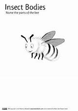 Printable Insect Bees Flowers Colouring Bodies Printables Resources Parts Visit Books Body Worksheet sketch template
