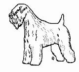 Wheaten Terrier Drawing Coated Soft Getdrawings sketch template