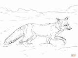 Coloring Fox Pages Tundra Red Realistic Animals Drawing Snow Printable Walking Arctic Coyote Easy Animal Snowshoe Supercoloring Color Getdrawings Colouring sketch template
