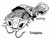 Trilobite Coloring Cambrian Molting Fish Pages Period Template Fossil sketch template