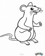 Rat Coloring Pages Outline Drawing Cartoon Rats Gerbil Lab Mouse Color Getdrawings Print Getcolorings Drawings Printable Coloringbay Paintingvalley sketch template