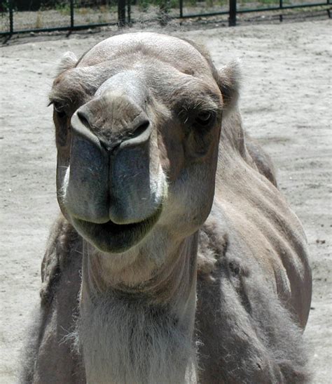 dromedary camel picture