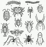 Insect Pages Coloring Getcolorings Security sketch template