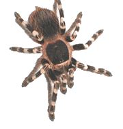 spiders animated images gifs pictures animations