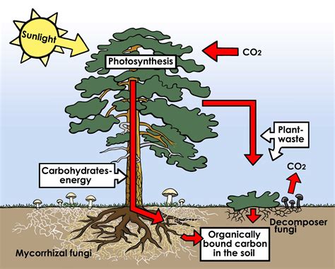 carbon cycle  forests klimatet och skogen