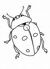 Beetle Pages Coloring Bug Colouring sketch template
