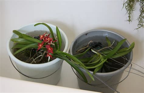 vanda orchideen so pflege ich sie majas pflanzenblog