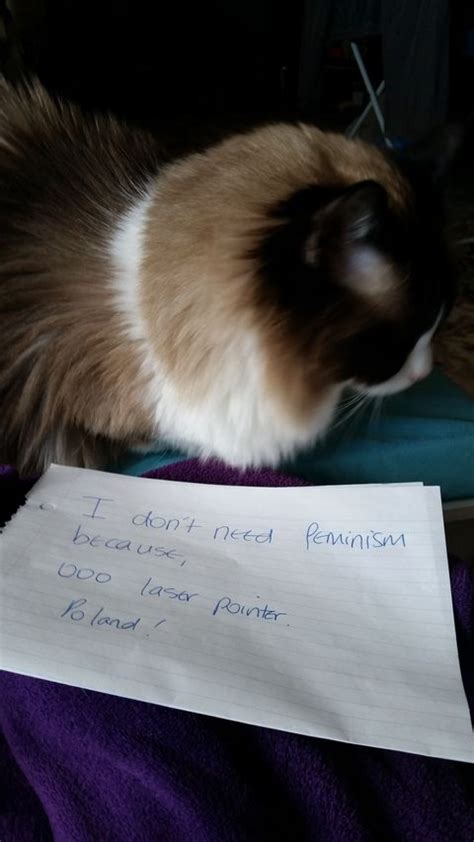 Confused Cats Against Feminism Is Your New Favorite Everything