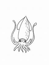 Squid sketch template