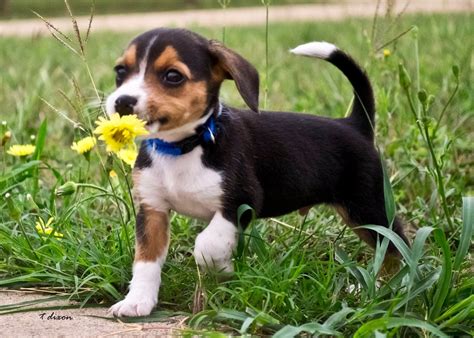 beagle puppy google search cute beagles beagle puppy cute dogs