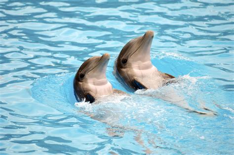 nieuw thuis dolfinarium dolfijnen net zo slecht