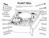 Cell Plant Worksheet Coloring Worksheets Color Cells Biology Resources Student Colouring sketch template