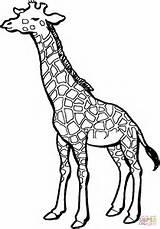 Giraffe Giraffa Stampare Disegnare sketch template