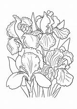 Iris Coloring Pages Flower Drawing Lily Line Print Color Printable Purple Irises Drawings Getcolorings Getdrawings Sheet Big sketch template