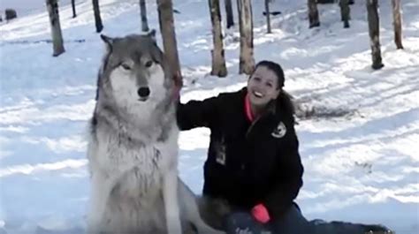 Huge Wolf Approaches Woman From Forest But Pay Attention To His Next