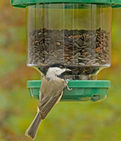 carolina chickadees   clinging bird feeder feederwatch