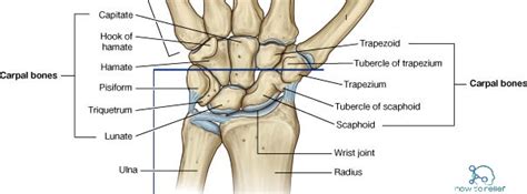 carpal bones anatomy   relief