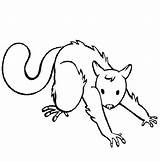 Possum Coloring Pages Colouring Streching Doing Draw Drawing Printable Luna Color Comments Coloringhome Getdrawings sketch template