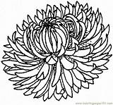 Chrysanthemum sketch template