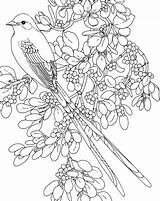 Flycatcher Scissor Tailed Oklahoma Coloring Bird Supercoloring Flower State Mistletoe Pages Color Online sketch template