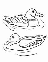 Coloring Pages Outline Duck Coloringcafe Drawings Animals Printable Waterfowl Visit Animal sketch template