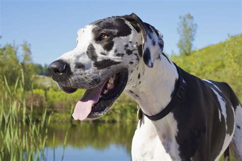 popular giant dog breeds   good pets
