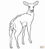 Impala Antelope Eland Coloriage Coloriages Femmina Imprimer Gazelle Antelopes Mammals Designlooter Gazzelle sketch template