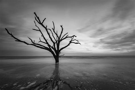 colorless colorless botany bay lone tree