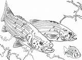 Coloring Pages Bass Fishing Pole Largemouth Rod Getcolorings Pro Fish Getdrawings sketch template