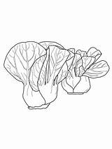 Cabbage Colorare Cavolo Printable Choy Bok Cinese sketch template