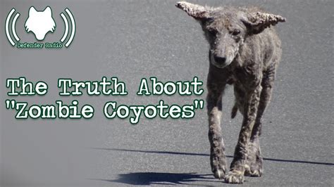 truth  zombie coyotes youtube