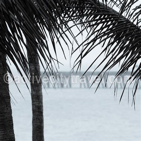 tideline ocean resort spa palm trees pier resort vacation