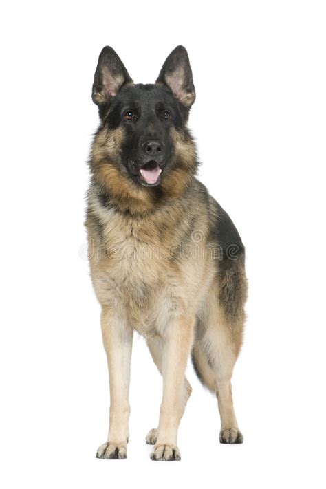 german shepherd  years alsatian police dog stock photo image  listening animals
