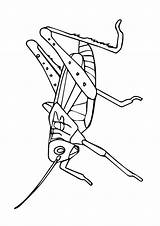 Grasshopper Coloring Pages Books Last sketch template
