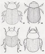Beetle Coloring Dung Scarab Pages Bugs Colouring Egypt Kids Clipart Ancient Insect Egyptian Designlooter Craft Drawings Cute Book 06kb 533px sketch template