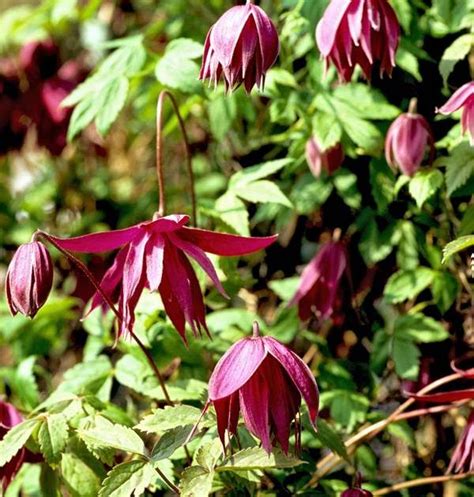 pin på clematis