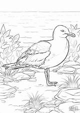 Coloring Seagulls California Pages Gull Printable Drawing Coloringbay sketch template