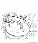 Lizard Coloring Pages Lizards Iguana Green Printable Drawing Monitor Reptile Getdrawings Online Comments Coloringhome sketch template